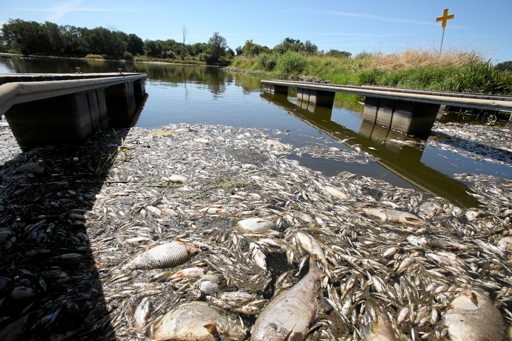 Polonya'nın Oder Nehri'nde ekolojik felaket: Binlerce balık nedeni bilinmeyen bir şekilde öldü - 9