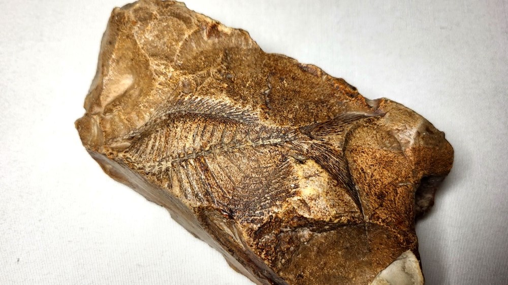 Adıyaman'da bulundu: 15 milyon yıllık balık fosili - 4