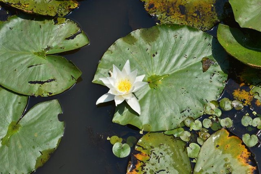 Dünyada ikinci, Türkiye'de ise tek parça halindeki en büyük longoz: Sakarya Acarlar Longozu - 6
