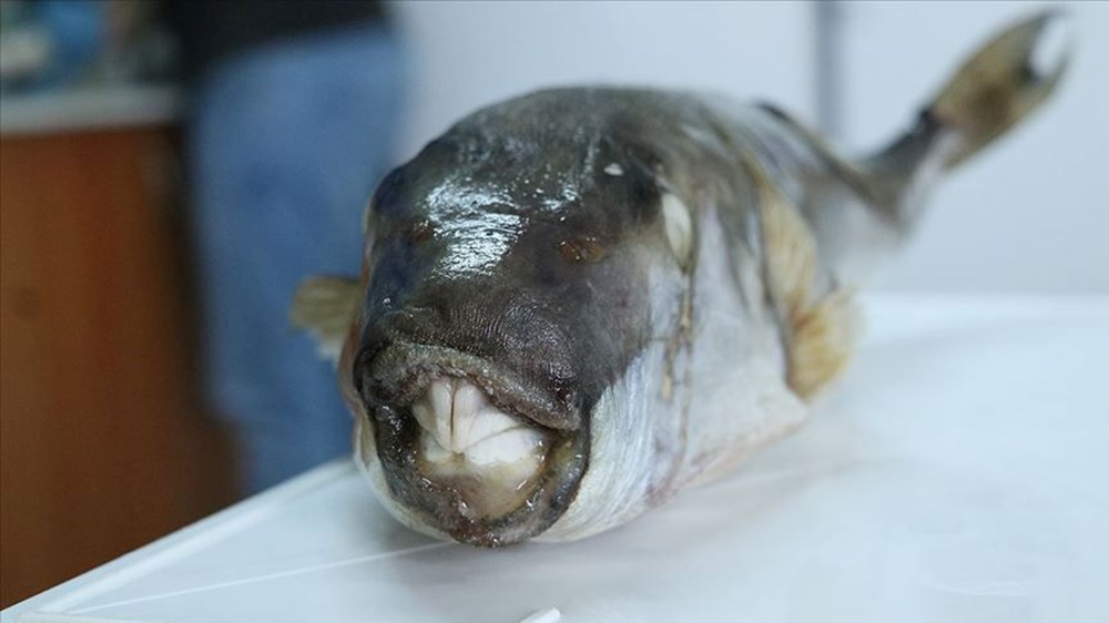 Kızıldeniz’den
geldi, Ege’ye yerleşti; yeni rotası Marmara | “Tükettikten yarım saat sonra
ölüme sebep olabilir” - 7