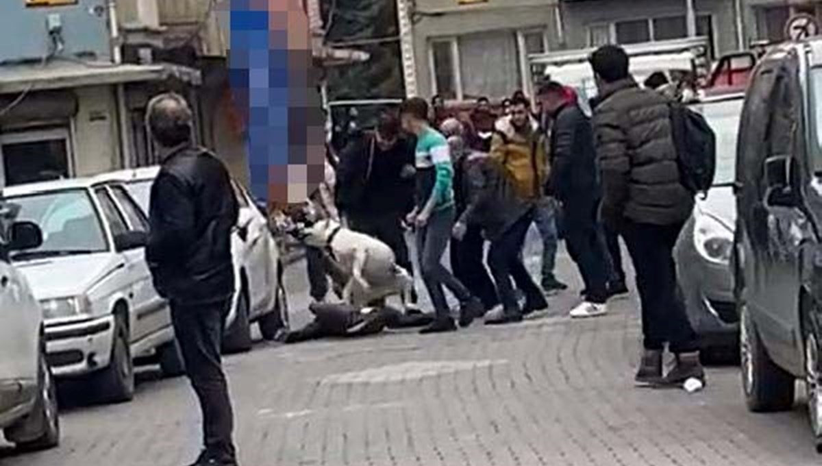 Pitbull'u silah olarak kullandılar