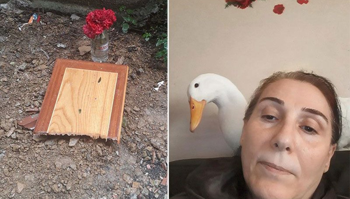 Taksinin ezdiği Pamuk isimli ördeği için adalet arıyor: Taksinin ezdiği Pamuk isimli ördeği için adalet arıyor: