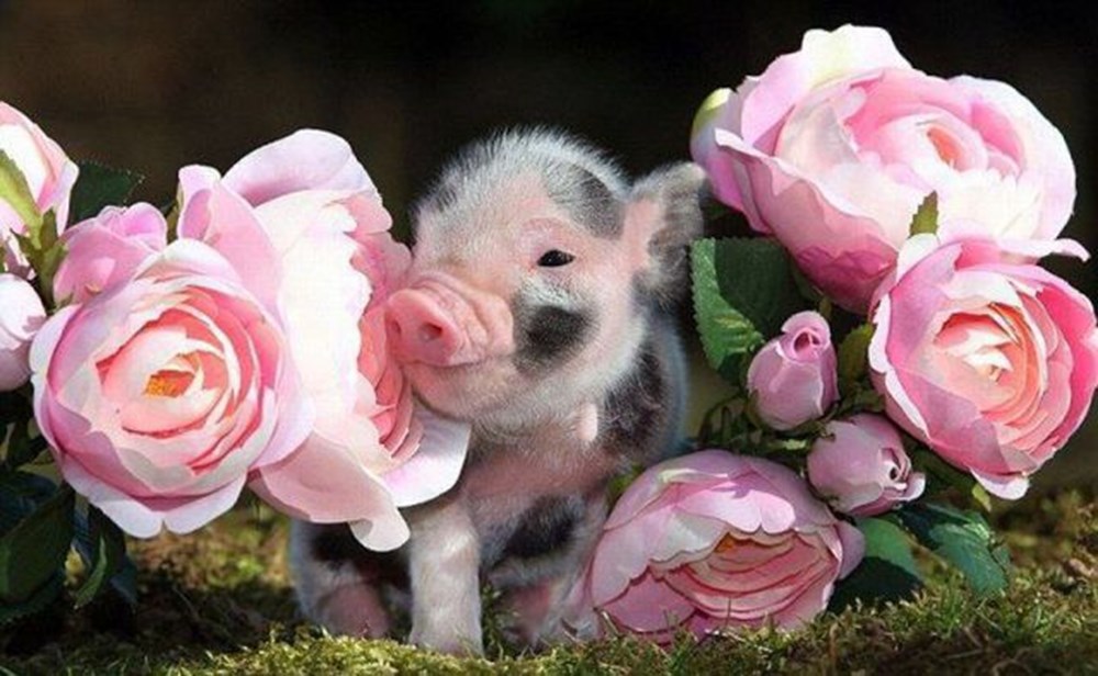 Свинка с цветами. Свинья с цветочком. Поросенок с цветочком. Поросенок в цветах. Свинья в цветах.