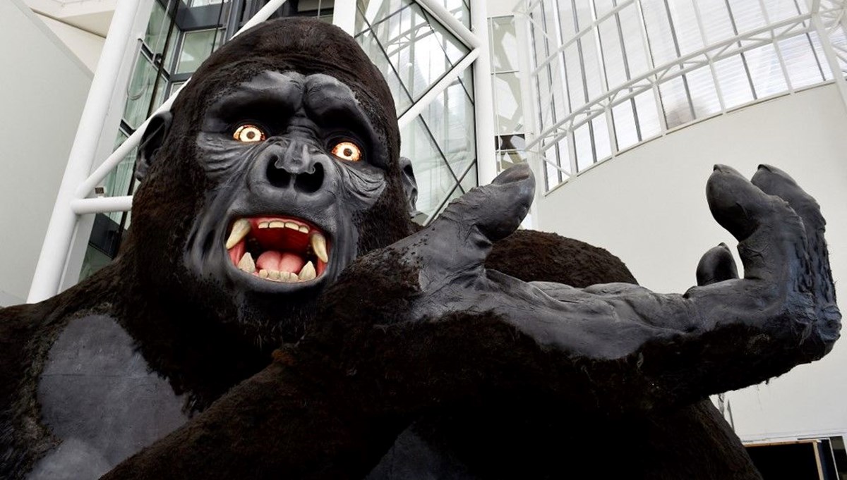 Gerçek King Kong bulundu! Bilim insanları neslinin neden tükendiğini ortaya çıkardı