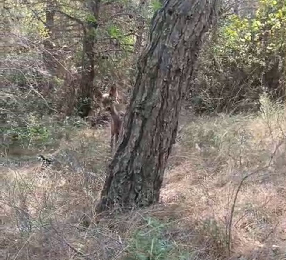 Çanakkale'de yürek burkan görüntüler - 1