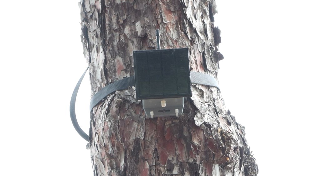 Orman yangınlarına karşı yeni önlem (İlk kez Heybeliada’da
deneniyor) - 3