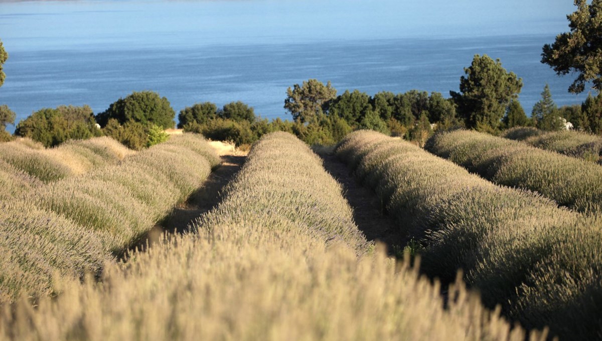Yağmur suyuyla yetişiyor, yurt dışına ihraç ediliyor
