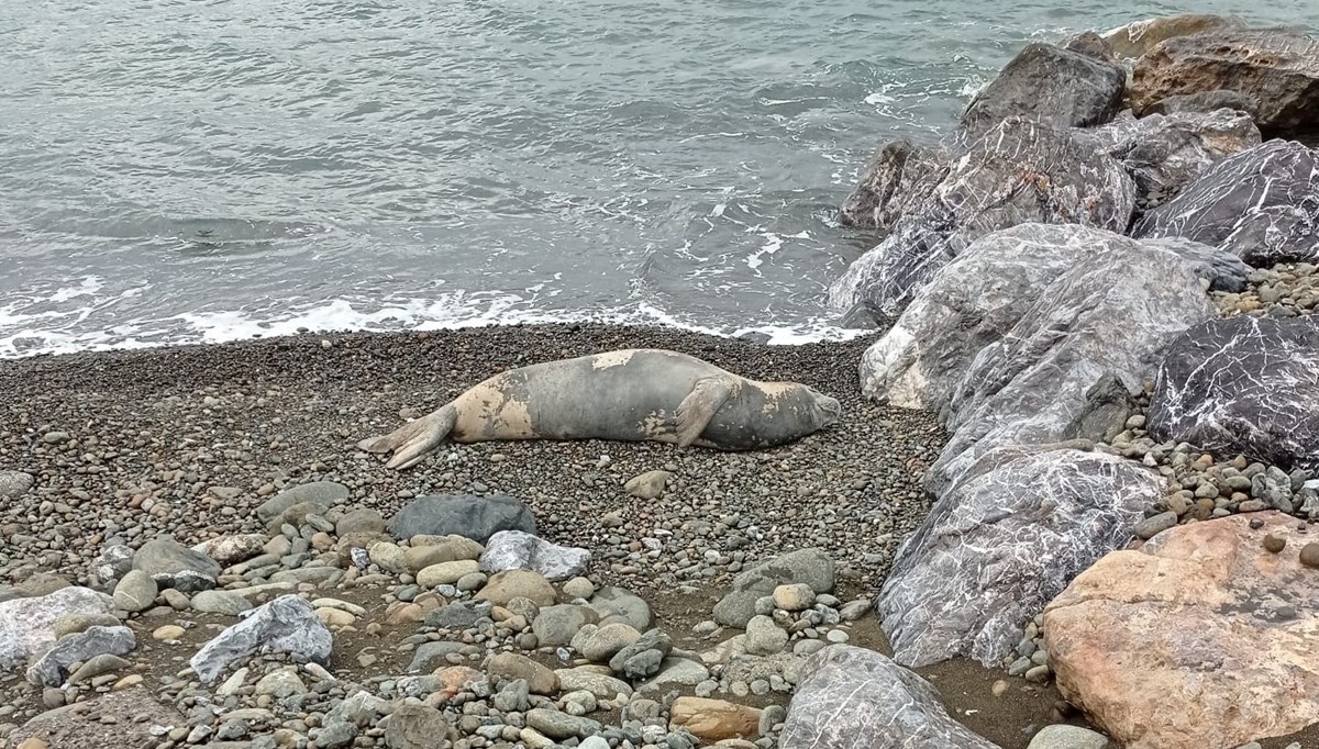 Hatay’da nesli tükenme tehlikesi altındaki Akdeniz foku görüldü