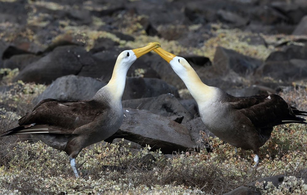 Küresel ısınma dünyanın en sadık canlılarını değiştirdi: Albatroslar arasındaki 'boşanma'lar arttı - 14