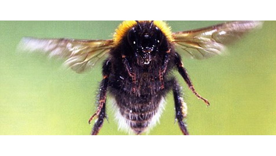 Honey b. Пчёлы сапёры. Дрессированные пчелы. Туча пчел. Облако пчел.