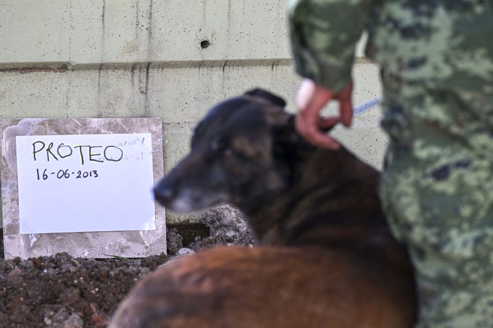 Meksika'nın arama kurtarma köpeği Proteo'ya Adıyaman'da hüzünlü veda: 3 kişinin enkazdan çıkmasını sağladı - 5