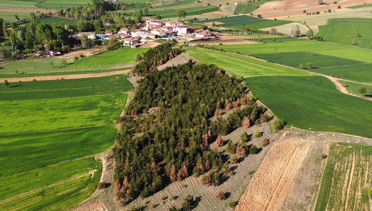 Bir fidanla başladı, orman oldu