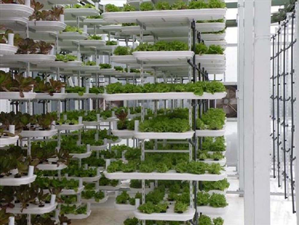 Гидропоника на стене. Стеллажи гидропоники nft. Вертикальные фермы гидропоника. Гидропонная ферма. Аэропоника колонна.