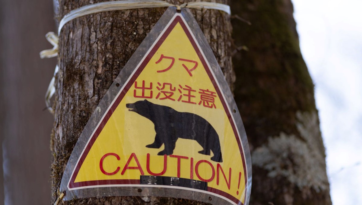 Japonya ayılarla başa çıkamıyor