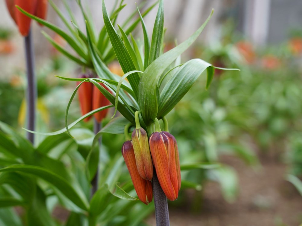 20 Günde Ölüm: Orkide Sökmenin Bedeli 244 Bin Lira 75 X58UwL93E0WkyTECl6rJDg