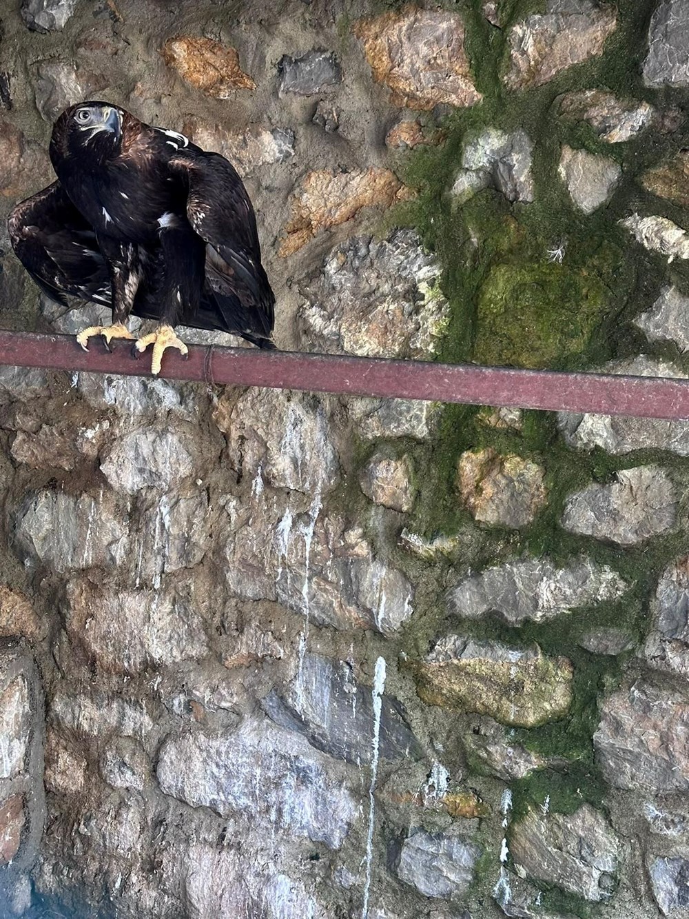 Afrika değil İstanbul: Evden Nil timsahı ve anakonda yılanı çıktı - 5