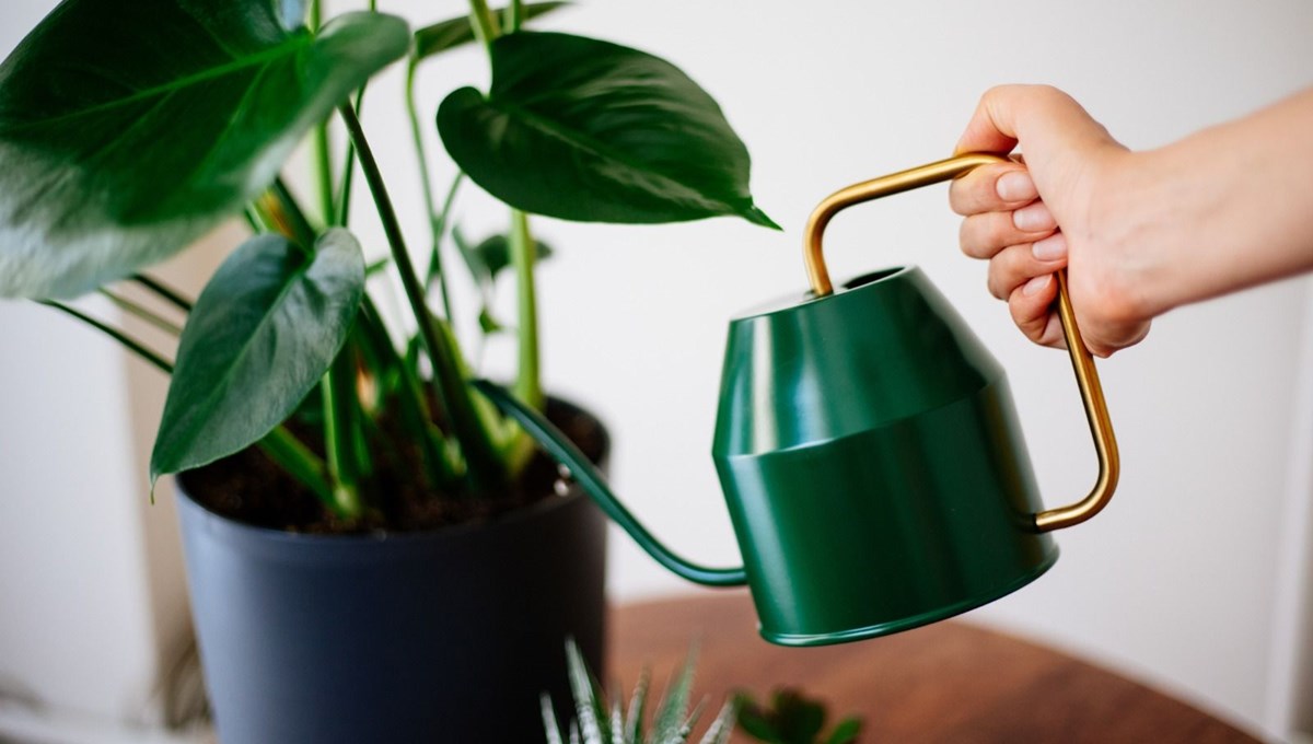 Bitki sularken dikkat edilmesi gereken püf noktalar (Evde bitkiler nasıl sulanmalıdır)
