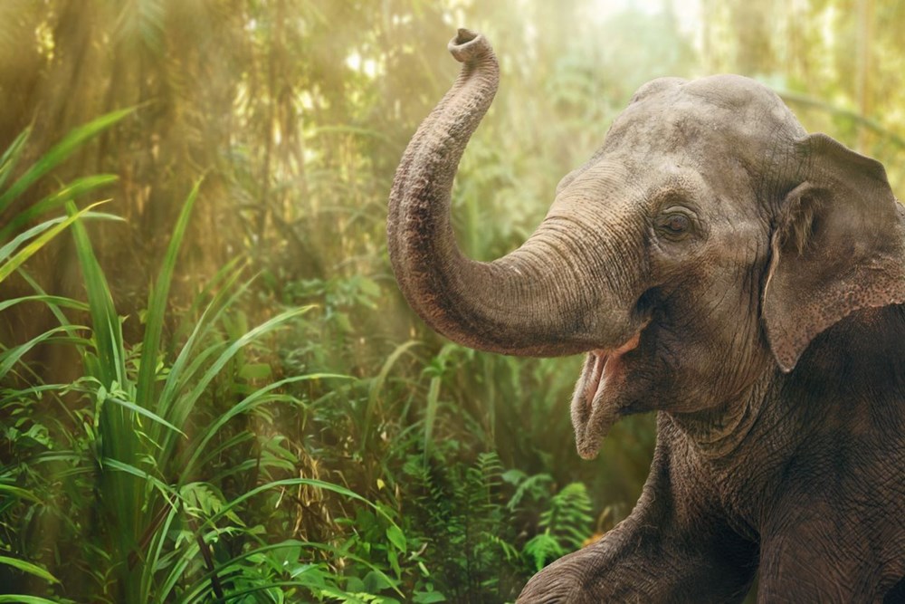 Mozambik'te filler insanlıktan korunmak için mutasyon geçirdi: Artık dişsiz doğuyorlar - 8