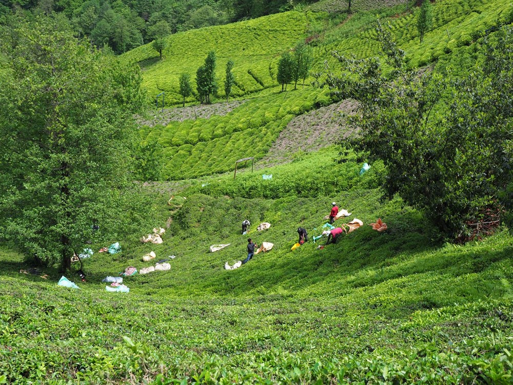 'Türk çay kültürü' UNESCO listesinde - 3