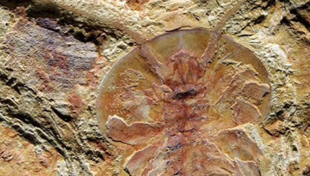 Çin’de 250 hayvan türüne ait 500 milyon yıllık fosiller bulundu