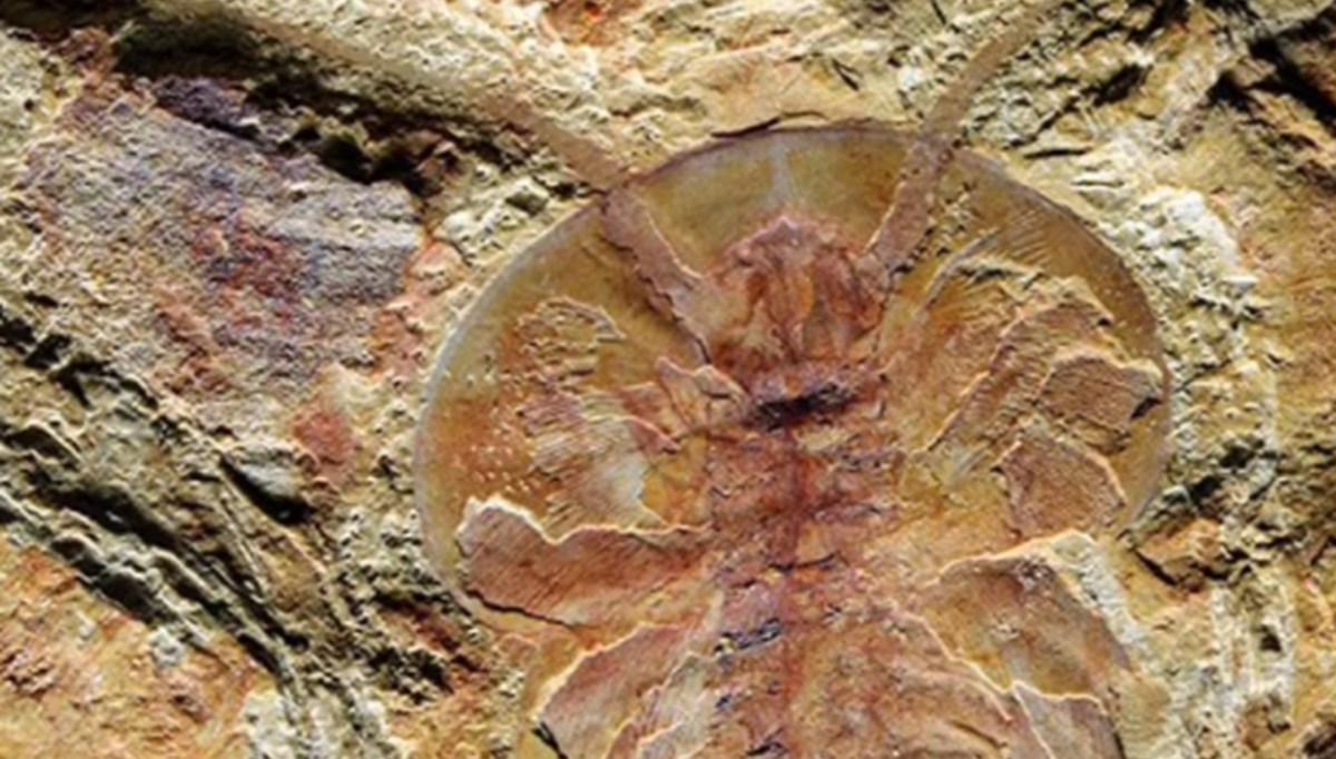 Çin'de 250 hayvan türüne ait 500 milyon yıllık fosiller bulundu