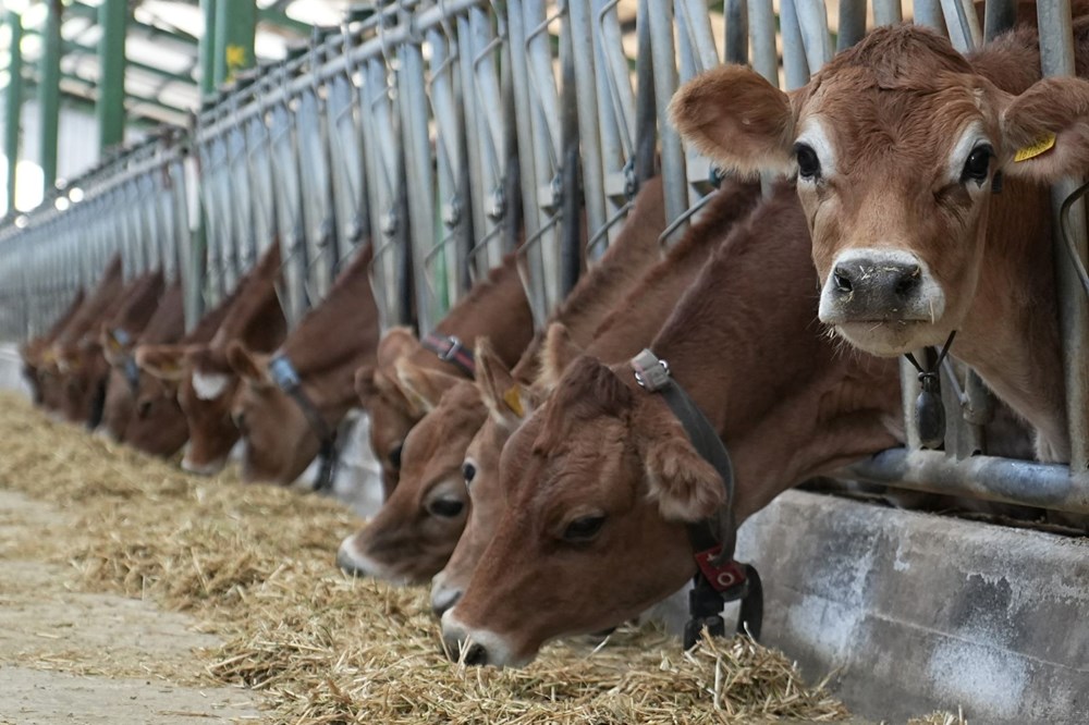 Türkiye ithalatı durdurdu: Avrupa'da "mavi dil hastalığı" alarmı - 8