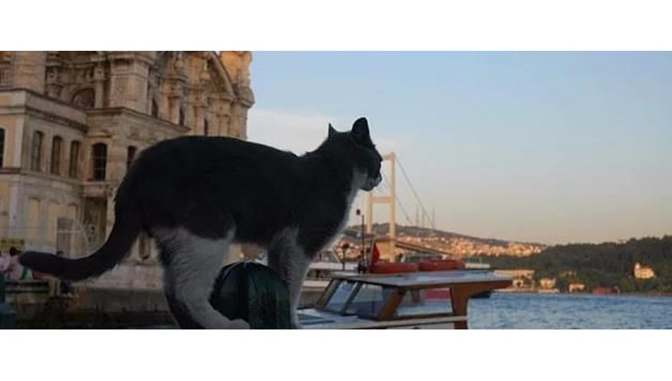 "İstanbul�un Kedileri" Washington�da NTV