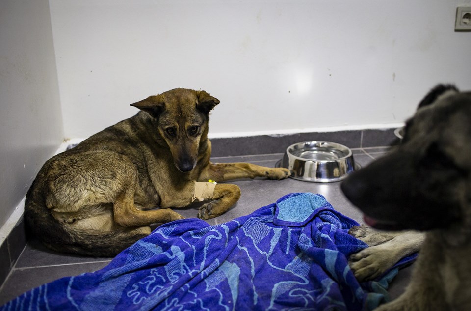 Ankara'da zehirlenen köpeklerden 7'si hayata tutundu - 1