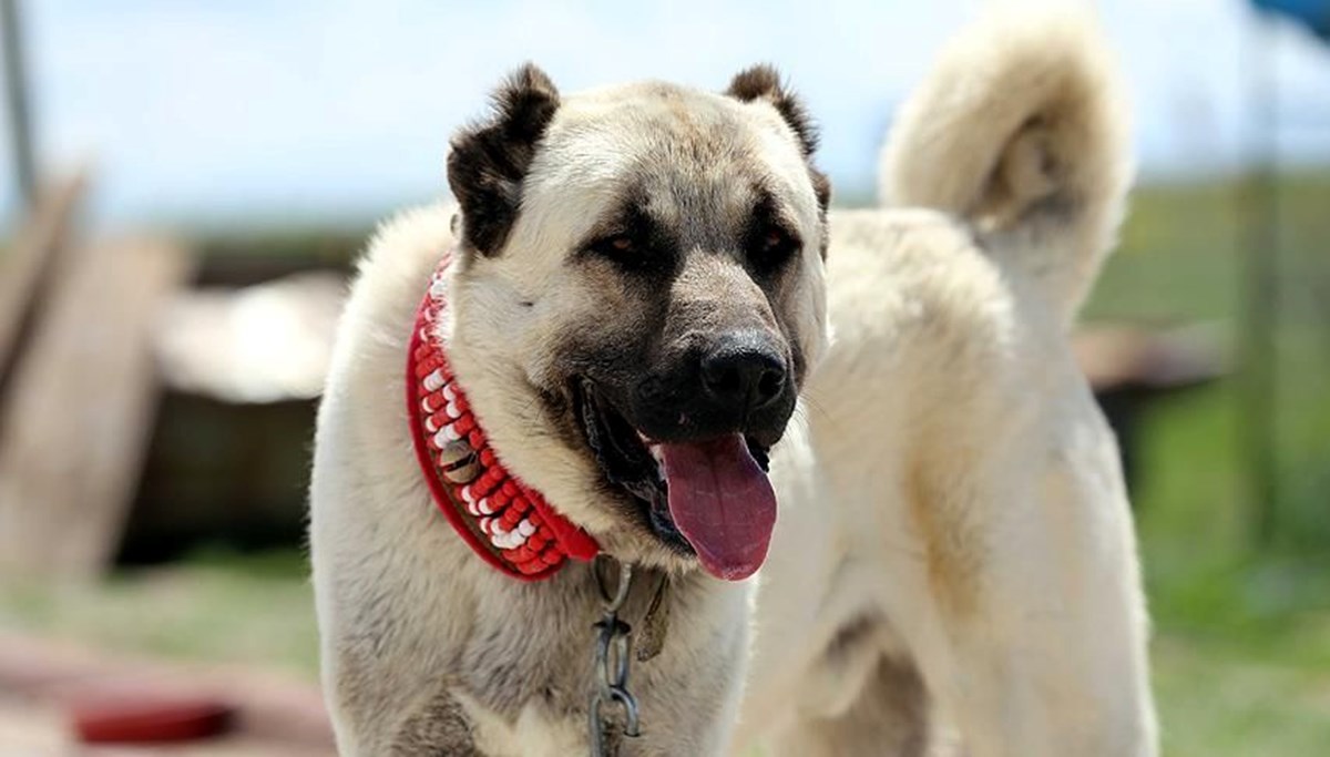 Kangal köpekleri için hazırlanan projeye 740 bin TL'lik destek