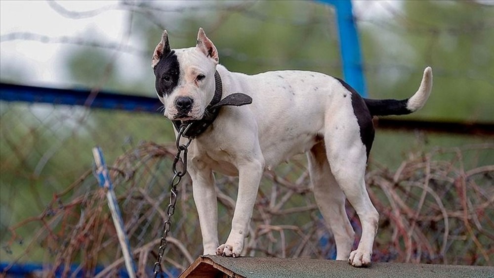 Çene Gücü Şampiyonları: Türk Kangalı ve Köpekler Dünyasının En İnanılmaz Isırıkları 80 XA7UwiCB60qjSF9dFbzkOw