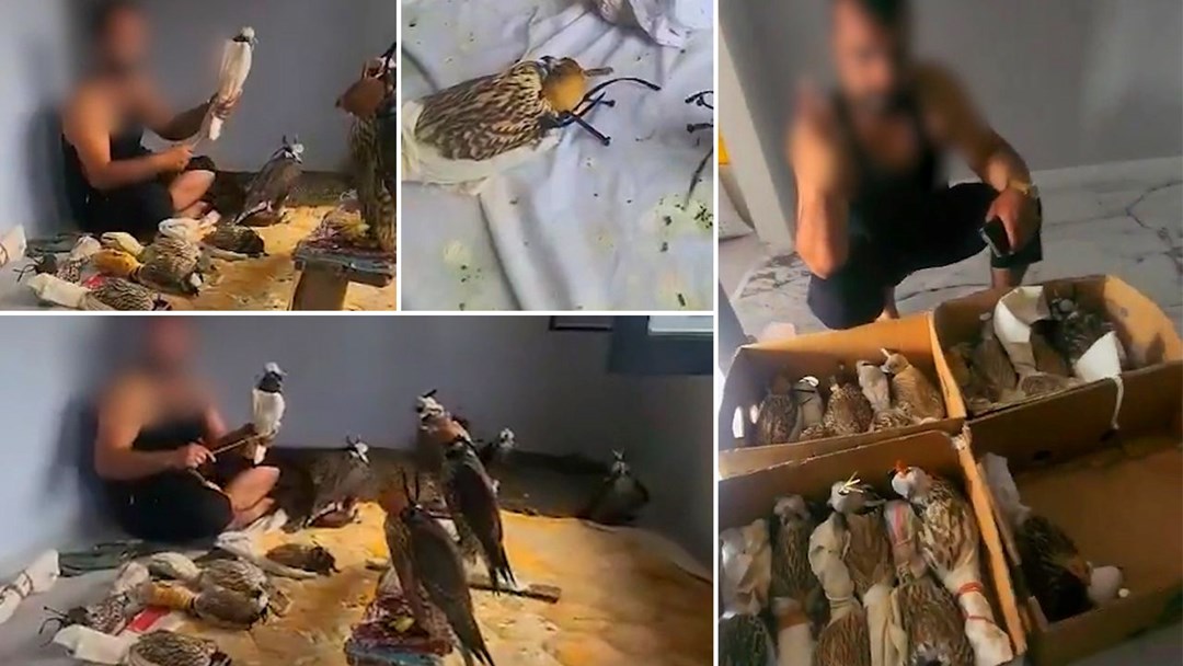 Sosyal medyada gündem olmuşlardı: Kuş çetesine Silivri'de baskın!