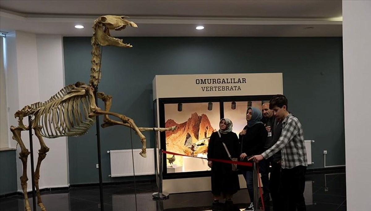 Sivas'taki Tabiat Tarihi Müzesi ziyaretçilerini bekliyor Sivas'taki Tabiat Tarihi Müzesi ziyaretçilerini bekliyor