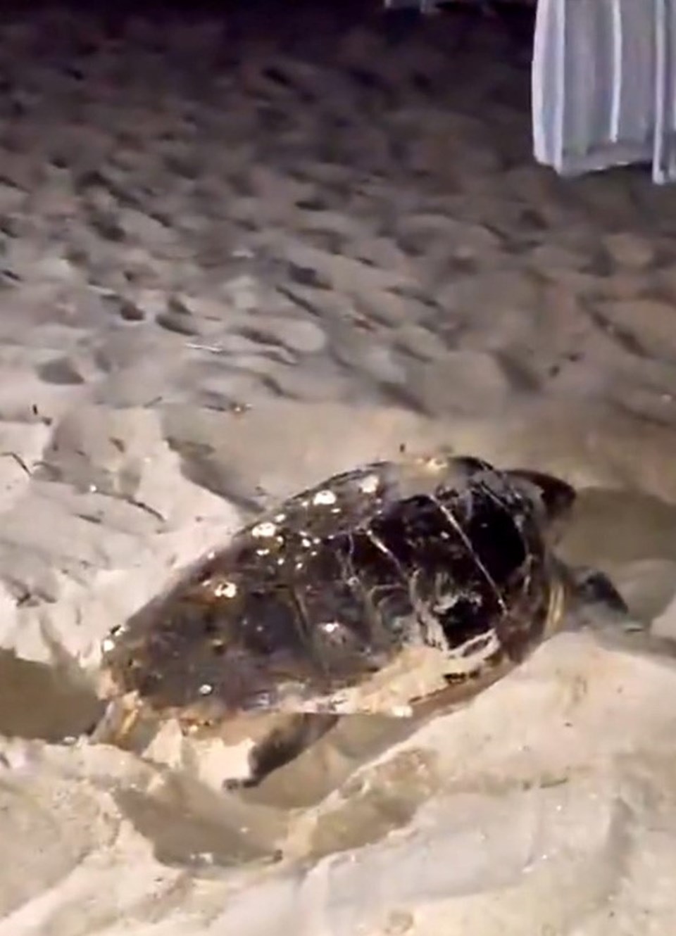 Sahildeki caretta caretta yuvası koruma altında - 1