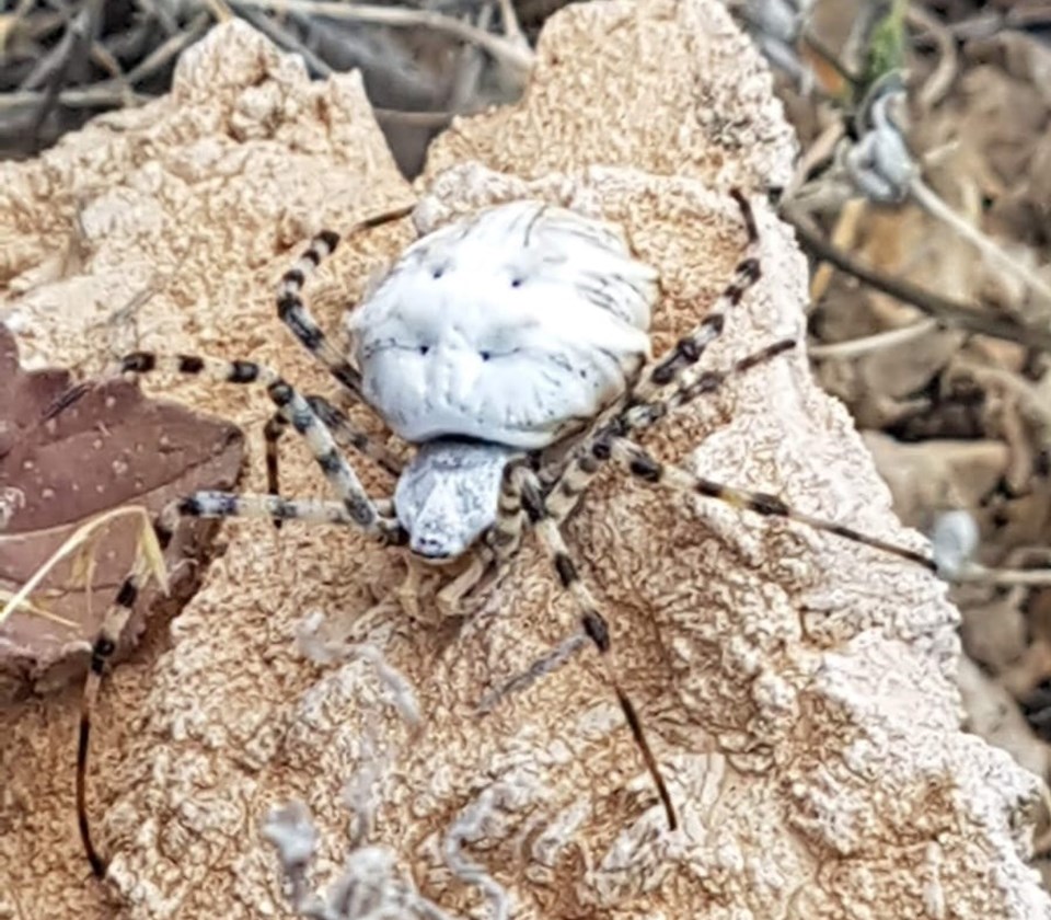Malatya'da görüldü: Dünyanın en zehirli örümceklerinden - 1