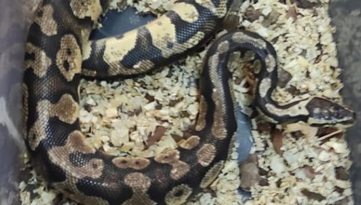 Evinde piton besledi, para cezası aldı