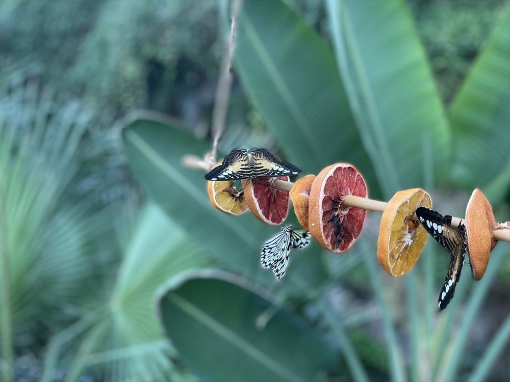 Dondurucu soğuklarda Tropikal Kelebek Bahçesi ziyaretçisinin içini ısıtıyor - 3