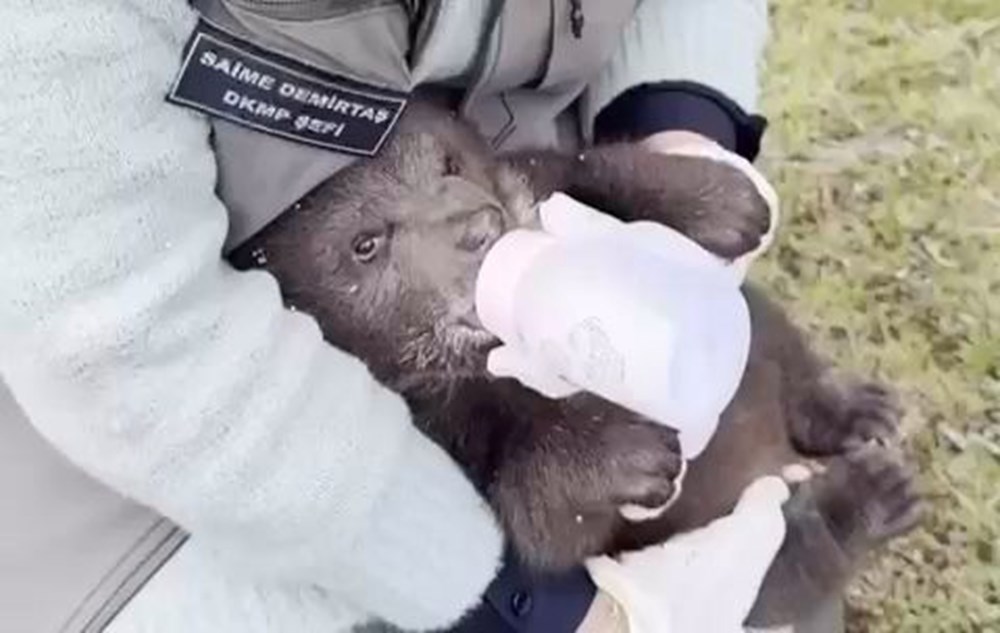 Karabük'te Yalnız Kurt: Sahipsiz Bozayı Yavrusu Şaşkınlık Yarattı 76 XDYzy6iwvEajsjWvekKKkQ