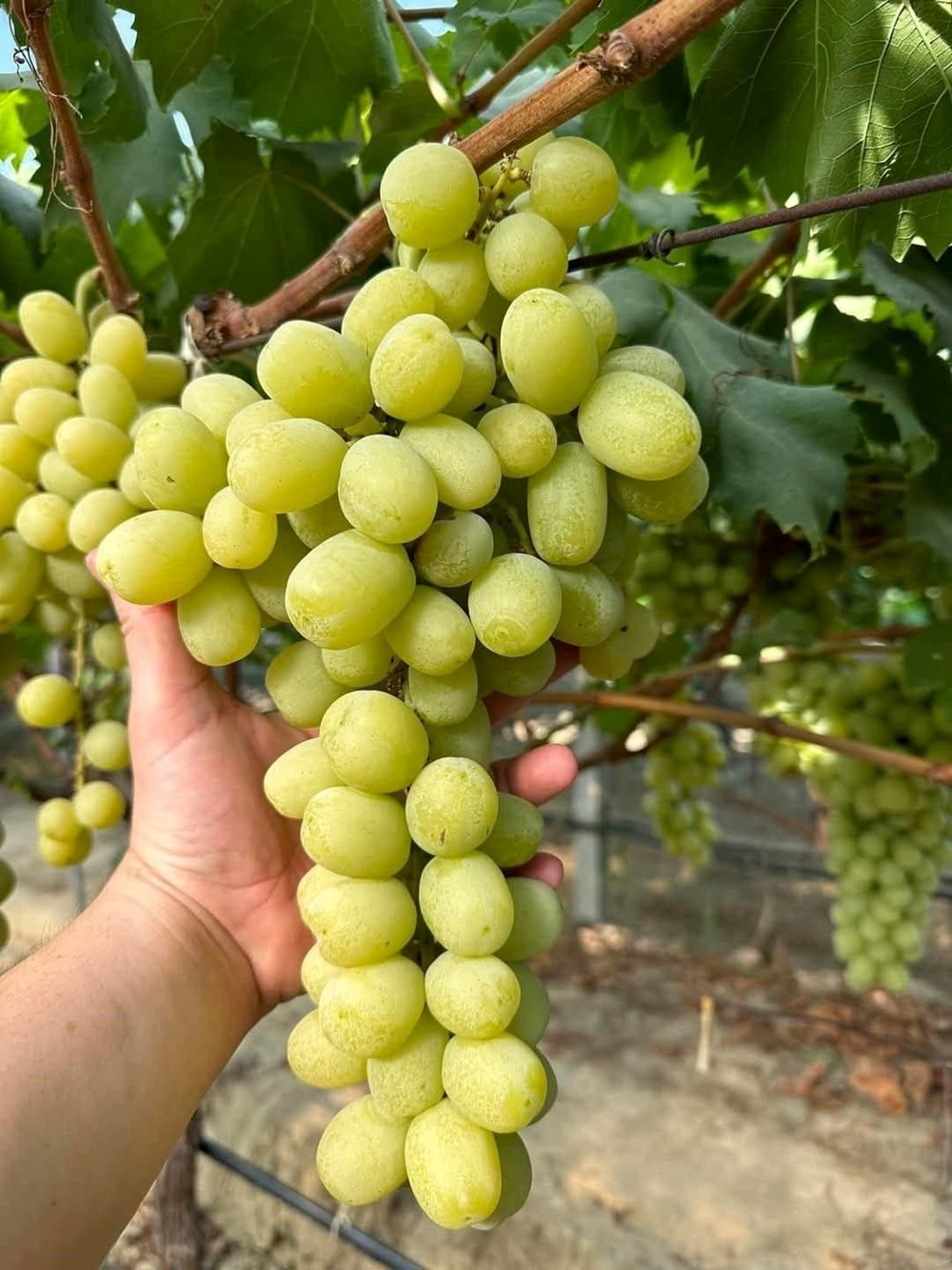 Autumn King: Sonbaharın İncisi Şimdi Çekirdeksiz ve Daha İri! 74 XE6Ro9ppH0CyzrkVpdV6YQ