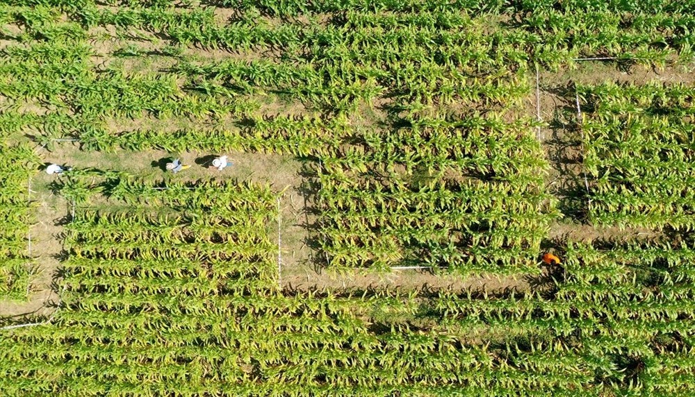 T�rkiye'nin ilk 'm�s�r labirenti'