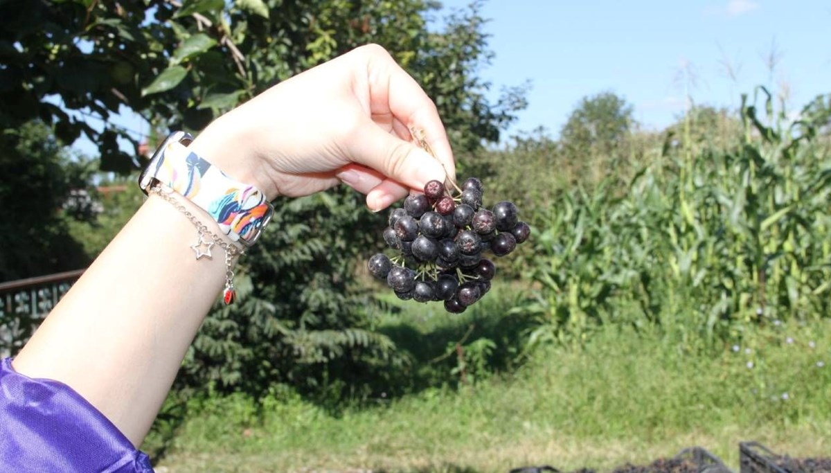 Aronya hasadı başladı