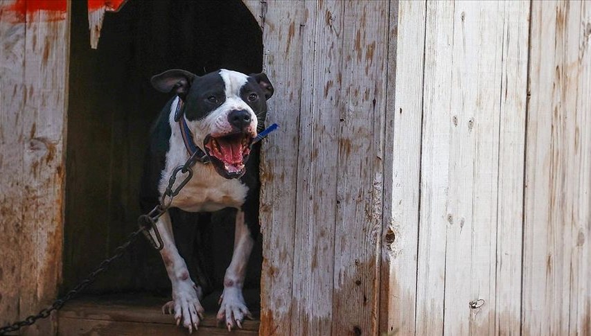 İstanbul'da polise pitbull saldırısı