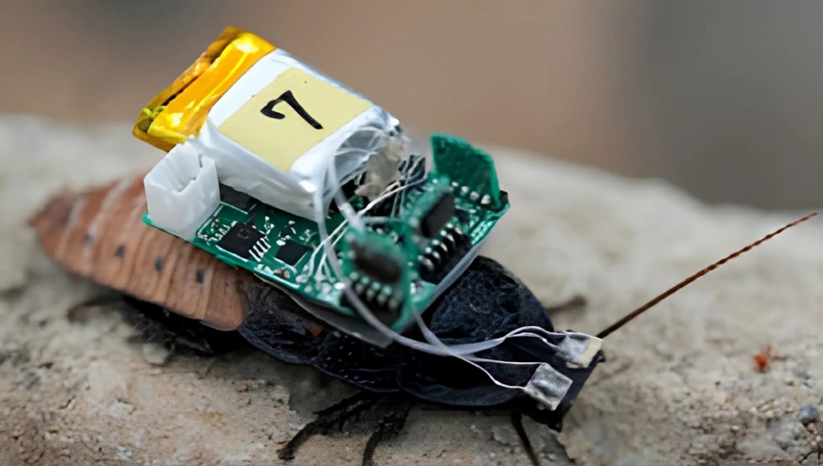 Siborg böcekler çağı geliyor