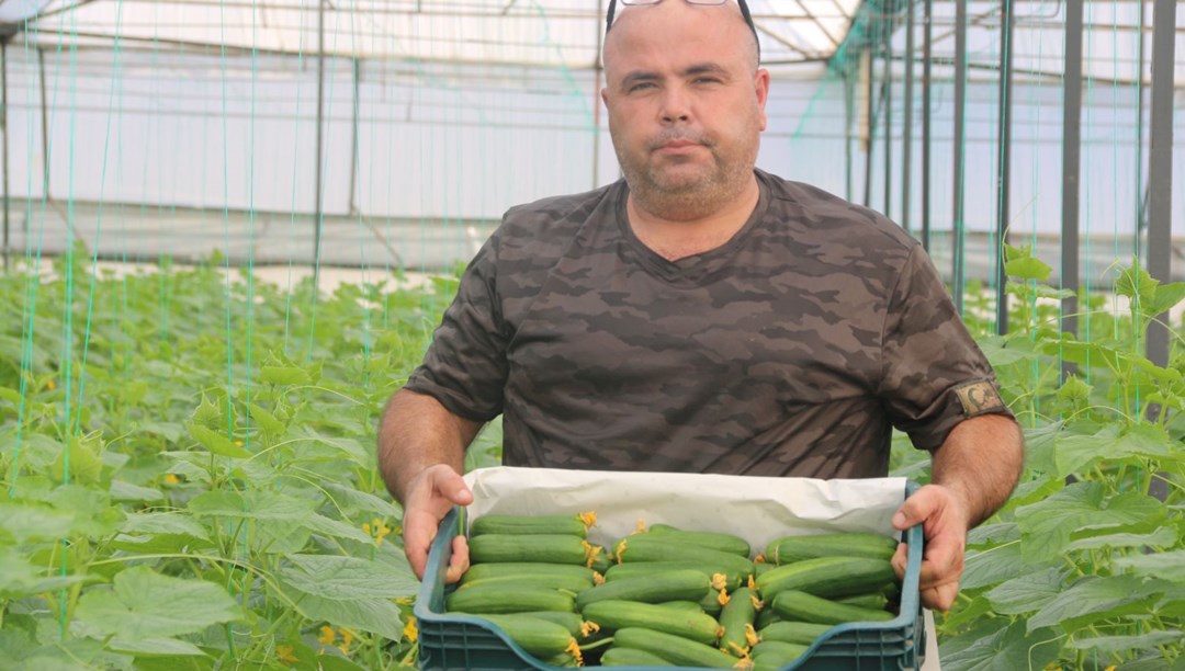 40 derece sıcaklıkta sezonun ilk salatalık hasadı başladı