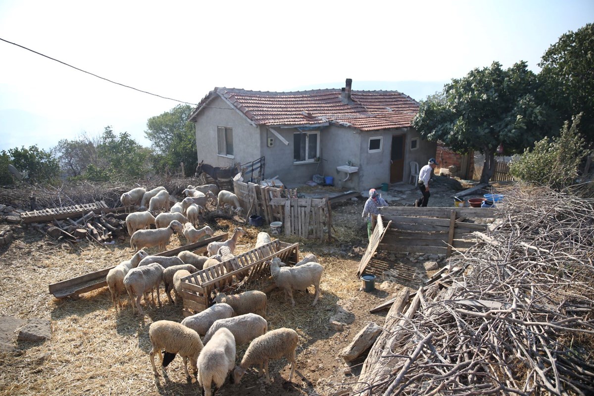 Alevlerin arasında kalan köyünde sabaha kadar koyunlarının başından ayrılmadı