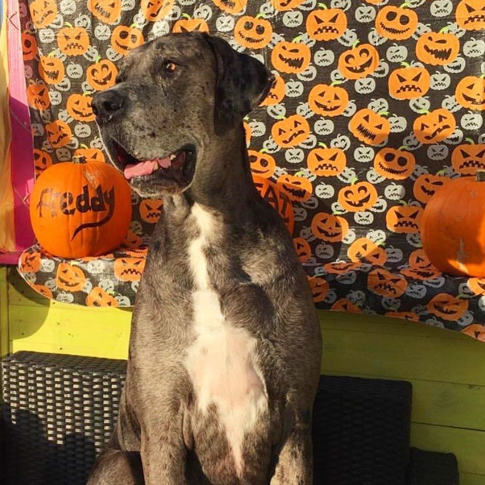 Dünyanın en uzun köpeği Freddy hayatını kaybetti - 34