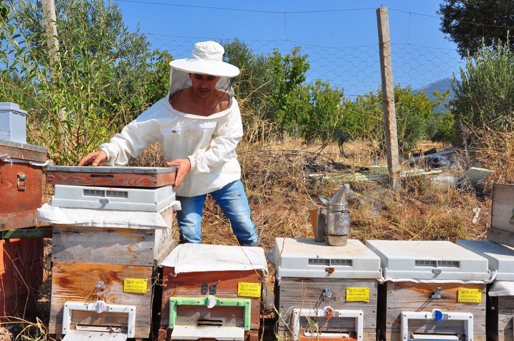 Gramını 700 liradan arı zehri ihraç ediyor - 9