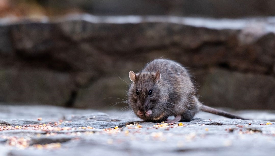New York'ta quot fare idrarı quot krizi
