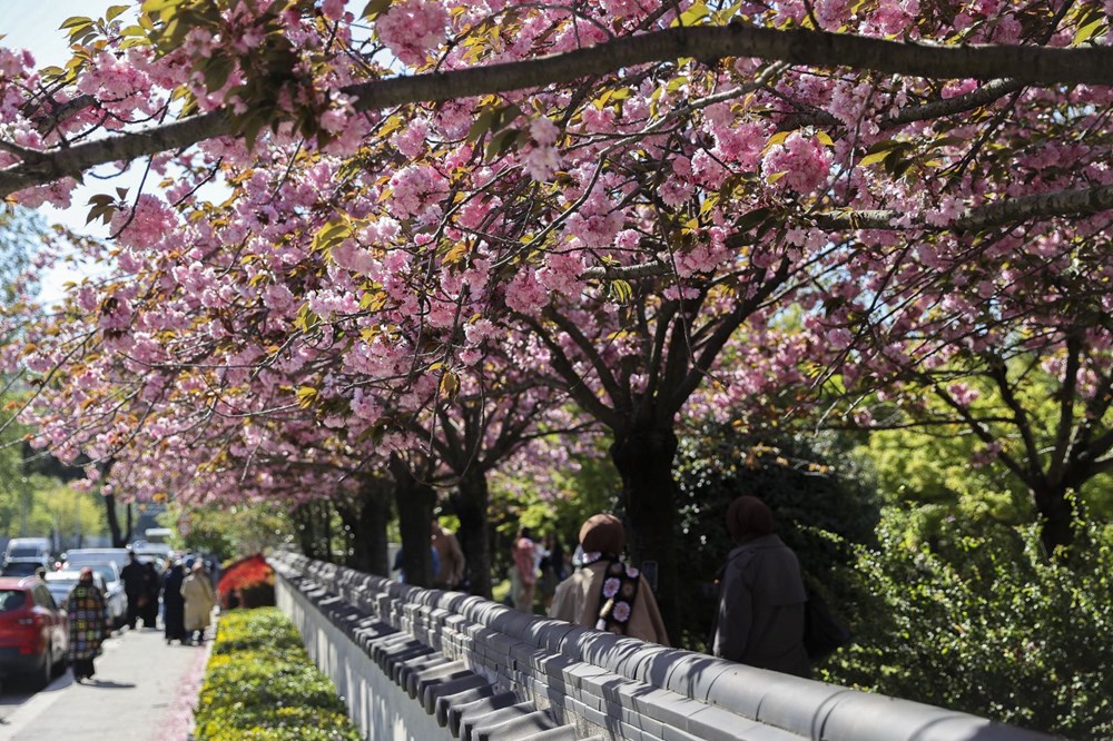 Sakura ağaçları çiçek açtı 74 XKKCDGQ