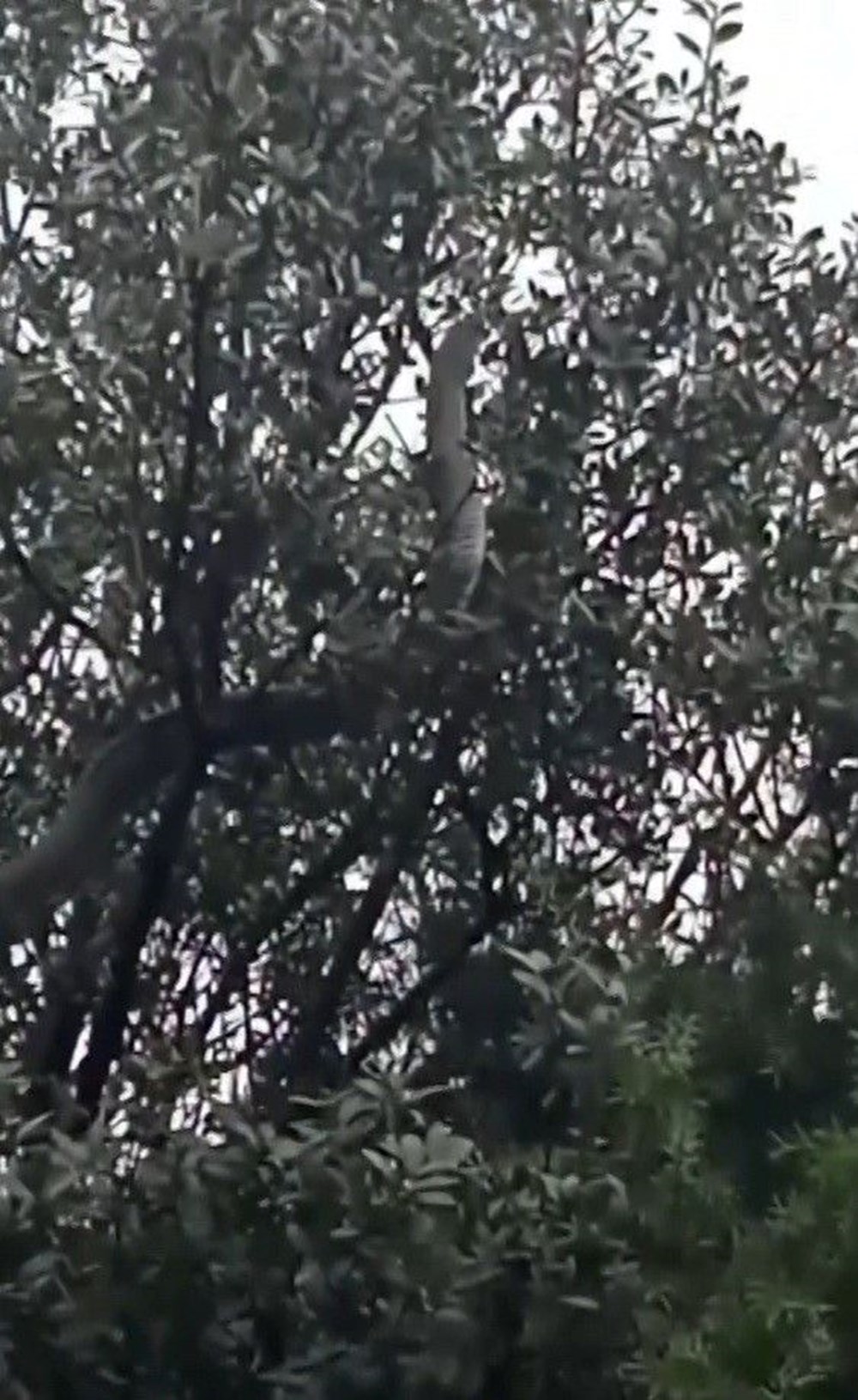 Çanakkale'de Yılan Alarmı: "Daha Önce Böylesi Görülmedi!" 74 XKhAJRfZyEeJs 8rEEMPQg