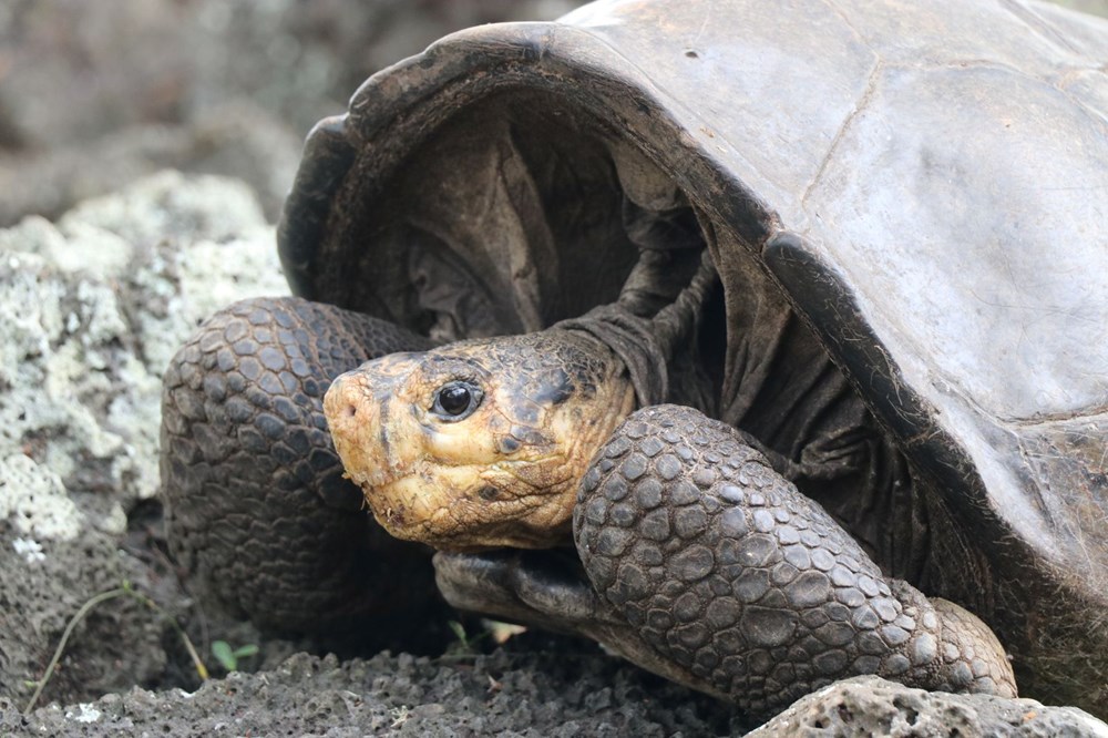 100 yıl önce soyu tükendiği düşünülen dev kaplumbağa Galapagos Adaları’nda bulundu - 2